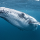 Illustration for article titled World Wildlife Fund Apologizes After Years Of Working With Well-Known Whale Pedophile